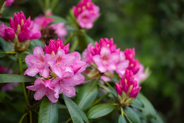 Różowe kwiaty rododendronu w parku, Finlandia — Zdjęcie stockowe