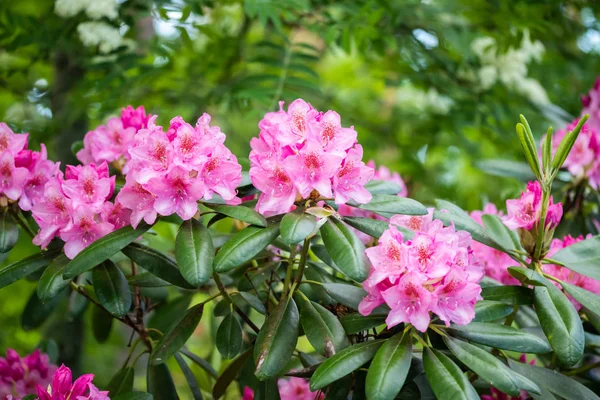 Fiori di rododendro rosa nel parco, Finlandia — Foto Stock