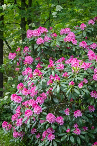 Rosa Rhododendron blommor på buske i parken, Finland — Stockfoto