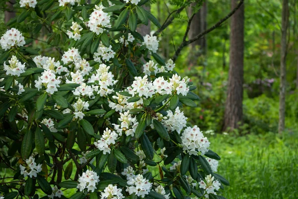 Vita rhododendron blommor på buske i parken, Finland — Stockfoto