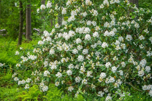 Flores brancas de rododendros em arbustos no parque, Finlândia — Fotografia de Stock