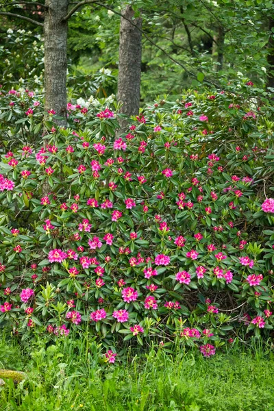 Rododendro rosa fiori su cespuglio nel parco, Finlandia — Foto Stock