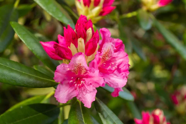 Różowe kwiaty rododendronu w parku, Finlandia — Zdjęcie stockowe