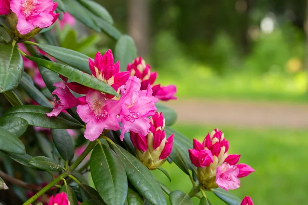 Roze rododendron bloemen in het park, Finland — Stockfoto