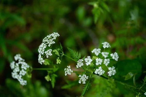 Macro de minuscules fleurs de persil de vache blanche, mise au point sélective avec fond bokeh. aussi connu comme cerfeuil sauvage . — Photo