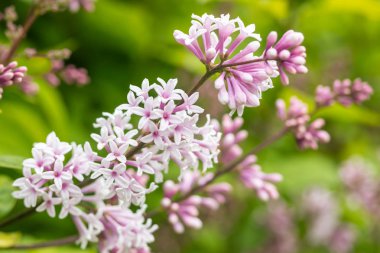 Yaz bahçesinde çiçekli ve tomurcuklu leylak dalı
