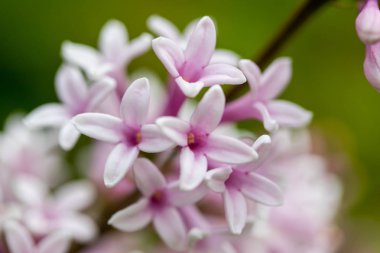Yaz bahçesinde çiçekli ve tomurcuklu leylak dalı