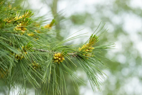 Um ramo de pinheiro verde com agulhas, em um dia de verão, contra o céu. Pequeno cone de pinheiro, close-up. Fundo desfocado — Fotografia de Stock