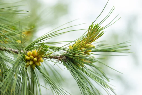 Um ramo de pinheiro verde com agulhas, em um dia de verão, contra o céu. Pequeno cone de pinheiro, close-up. Fundo desfocado — Fotografia de Stock