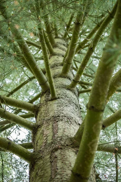 Vista desde abajo en el rico tronco de pino de coníferas siempreverdes con ramas en crecimiento — Foto de Stock