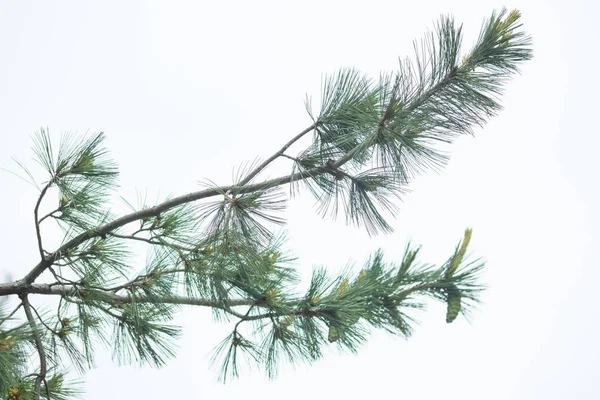 Un ramo di pino verde con aghi, in un giorno d'estate, contro il cielo. Piccola pigna, primo piano. Sfondo sfocato — Foto Stock