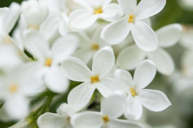 Yaz bahçesinde beyaz çiçeklerle leylak dalı