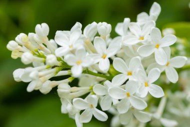 Yaz bahçesinde beyaz çiçeklerle leylak dalı