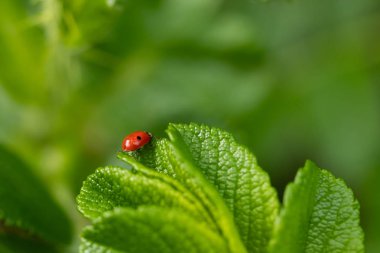 Finlandiya'da yaz aylarında plaj Yeşil yaprak uğur böceği ile yükseldi