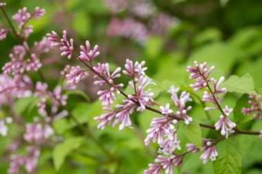 Yaz bahçesinde çiçekli ve tomurcuklu leylak dalı