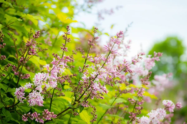 Branche de lilas avec fleurs et bourgeons dans le jardin d'été — Photo