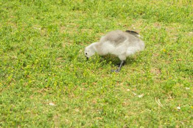 Gosling Helsinki, Finlandiya merkezinde bir park seti üzerinde yürüyüş