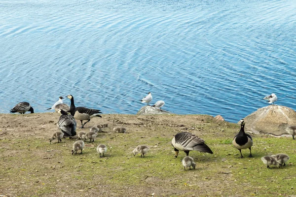 Barnacle kazlar ve goslings Helsinki, Finlandiya merkezinde bir park seti üzerinde yürüyüş — Stok fotoğraf