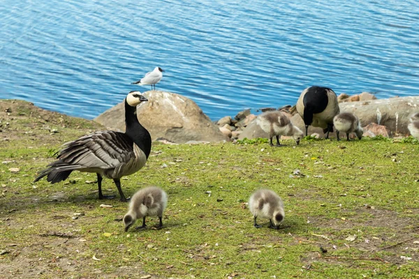 Barnacle gęsi i pisklęta gęsie chodzenie na nasyp Park w centrum Helsinek, Finlandia — Zdjęcie stockowe