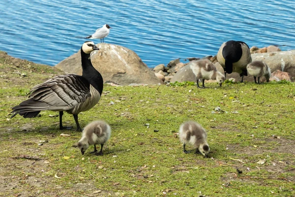 Gänse und Gösslinge auf einem Parkdamm im Zentrum von Helsinki, Finnland — Stockfoto