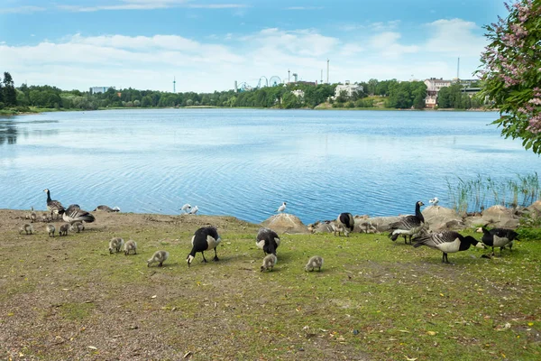 フィンランド、ヘルシンキ中心部の公園の堤防を歩くバーナクルガチョウとゴスリング — ストック写真