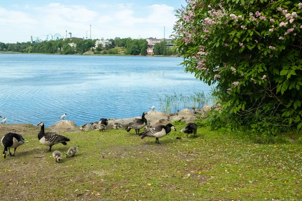 Barnacle kazlar ve goslings Helsinki, Finlandiya merkezinde bir park seti üzerinde yürüyüş — Stok fotoğraf
