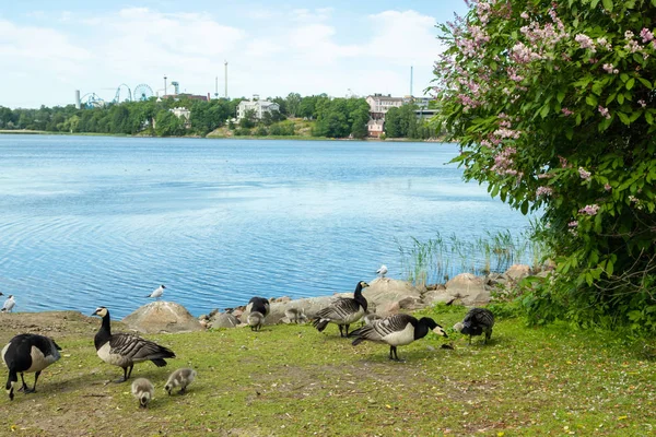 フィンランド、ヘルシンキ中心部の公園の堤防を歩くバーナクルガチョウとゴスリング — ストック写真