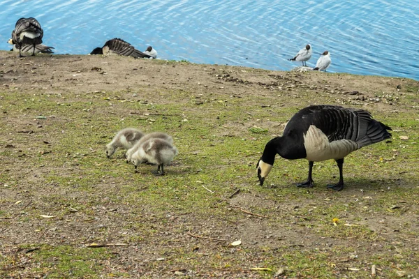 在芬兰赫尔辛基市中心的公园堤坝上行走的鹅和鹅 — 图库照片