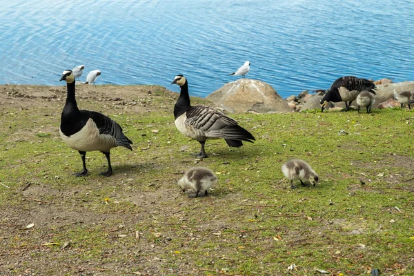 Barnacle gooses and goslings walking on a park embankment in center of Helsinki, Finland — Stock Photo, Image