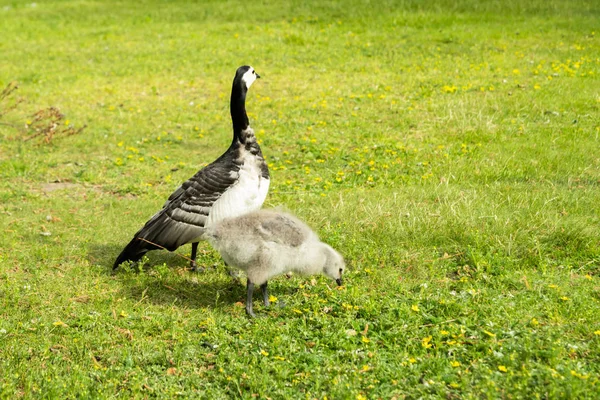 Barnacle kaz ve gosling Helsinki, Finlandiya merkezinde bir park seti üzerinde yürüyüş — Stok fotoğraf