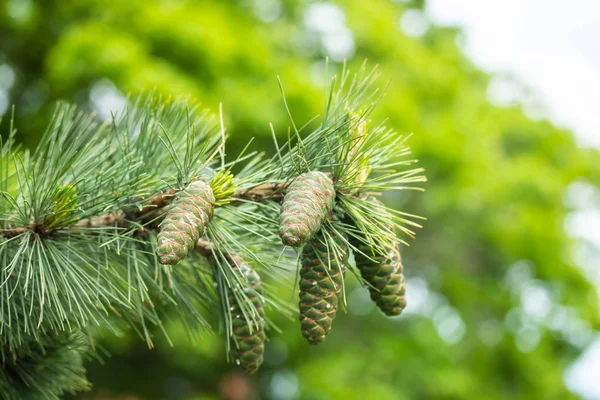 Cone de pinheiro em um pinheiro na primavera — Fotografia de Stock