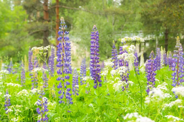 Flores de flor de tremoço azul no prado . — Fotografia de Stock