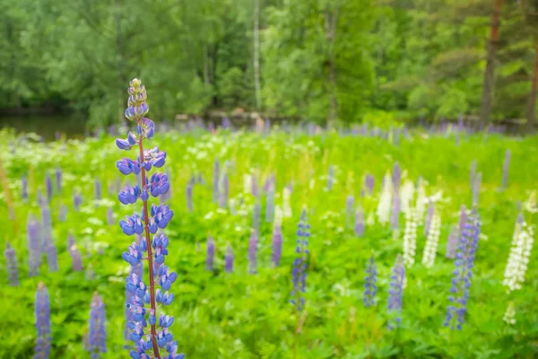 Blue lupine blossom flowers on the meadow. — Stock Photo, Image