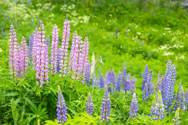Flores de altramuz azul en el prado . — Foto de Stock