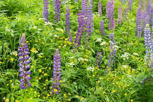 Flores de flor de tremoço azul no prado . — Fotografia de Stock