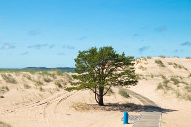 Yaz aylarında güzel kumlu plaj Yyteri, Pori, Finlandiya