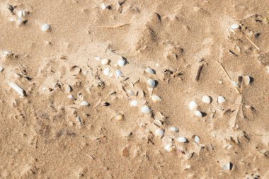 Yaz aylarında güzel kumlu plaj Yyteri üzerinde Seashells, Pori, Finlandiya