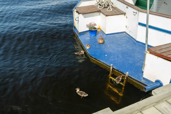 Ducks and ducklings are resting on a yacht stern — Stock Photo, Image