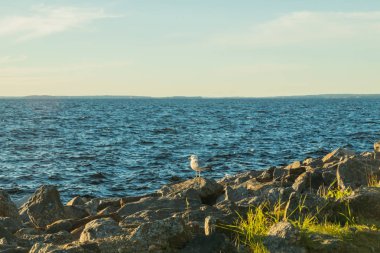 Tampere, Finlandiya 'da gün batımında Nasijarvi Gölü kıyısında martı