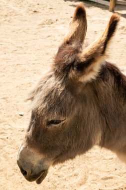 Yaz aylarında hayvanat bahçesinde komik eşek Başkanı