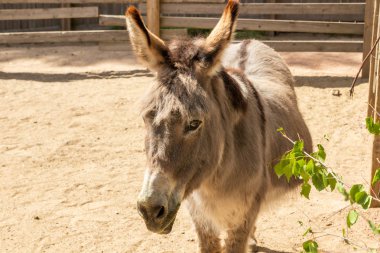 Yaz aylarında hayvanat bahçesinde komik eşek Başkanı