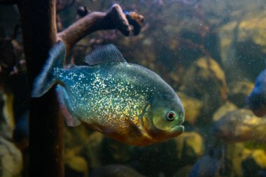 Kırmızı bellied Piranha, suda tehlike balığı