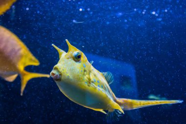 Longhorn Cowfish, Latince adı Lactoria cornuta, aynı zamanda boynuzlu Boxfish denir. Ana Habitat lagünlerde mercan resifleri, resif daireleri