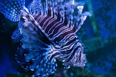 Lionfish. Mercanlar ve tropikal balık ile harika ve güzel sualtı dünyası.