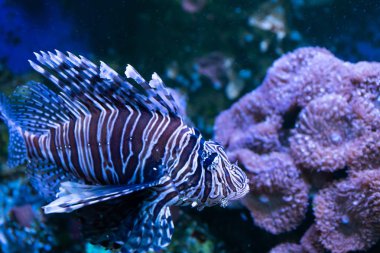 Lionfish. Mercanlar ve tropikal balık ile harika ve güzel sualtı dünyası.