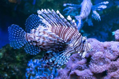 Lionfish. Mercanlar ve tropikal balık ile harika ve güzel sualtı dünyası.