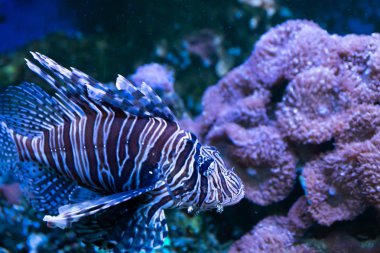Lionfish. Mercanlar ve tropikal balık ile harika ve güzel sualtı dünyası.