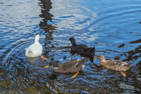 Drei Entenarten spazieren am Teich vorbei. weiße, schwarze, braune Ente — Stockfoto