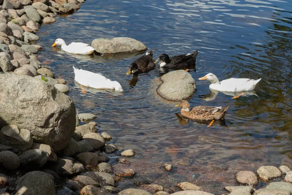 Üç tür ördek gölet tarafından yürür. Beyaz, siyah, kahverengi ördek — Stok fotoğraf