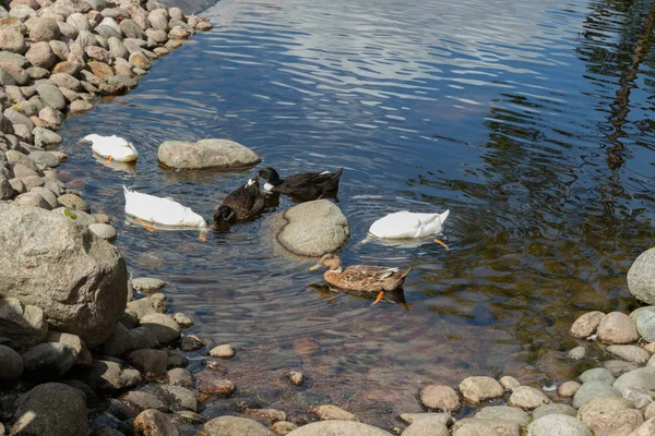 Üç tür ördek gölet tarafından yürür. Beyaz, siyah, kahverengi ördek — Stok fotoğraf